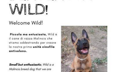Benvenuta Wild!
