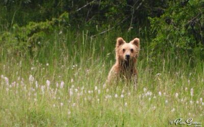 Another danger to the bear: the early opening of wild boar hunting